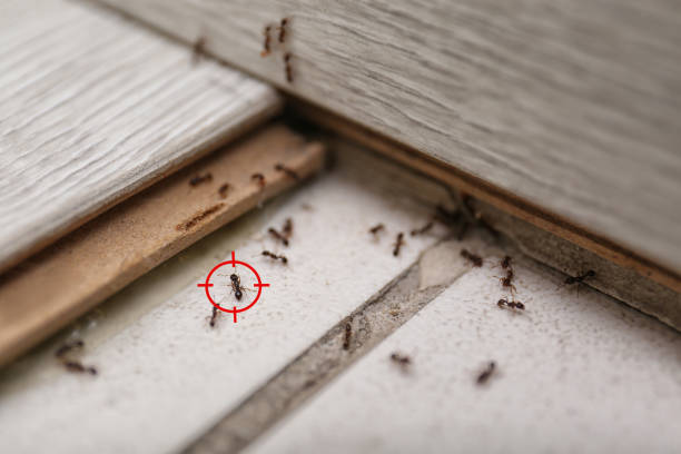Best Affordable Pest Control Services  in Lake Fenton, MI